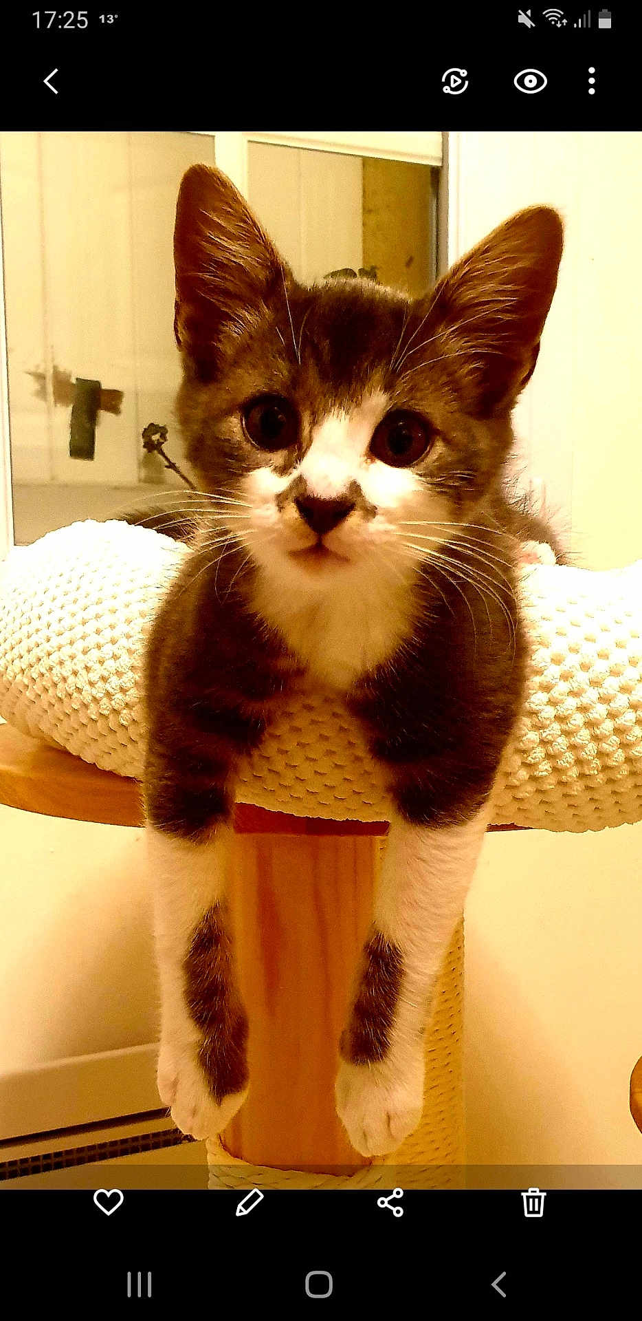 Arlo a rejoint le concours — aidez-le/la à gagner de superbes lots ! kitten, cat, pet, animal, cute, indoors, feline, perch, fur, whiskers, paws, curious, young, domestic_animal, mammal, resting, looking, closeup, cozy, warm_light