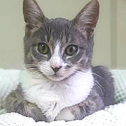 Aglaë a rejoint le concours — aidez-le/la à gagner de superbes lots ! cat, gray_cat, white_fur, pet, animal, cute, domestic_cat, feline, whiskers, ears, eyes, resting, blanket, texture, indoor, looking_at_camera, portrait, soft_lighting, close_up, cozy