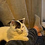 animal, cat, comfortable, cozy, domestic_cat, furniture, furry, home, indoor, legs, lying_down, person, pet, relaxed, resting, ripped_jeans, socks, soft_lighting, warm_colors, white_cat