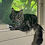 cat, tabby_cat, green_eyes, bow_tie, bell, windowsill, window, tree, leafy_background, sunlight, indoor, pet, feline, fluffy_tail, gray_fur, striped_fur, relaxed, posing, domestic_animal, cute