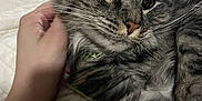 Cosette is registered to the contest to win money with this photo: cat, tabby, pet, animal, feline, closeup, bed, quilt, hand, scratching, relaxed, fur, whiskers, indoor, cozy, domestic, cute, sleepy, resting, companion