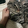 cat, tabby, pet, animal, feline, closeup, bed, quilt, hand, scratching, relaxed, fur, whiskers, indoor, cozy, domestic, cute, sleepy, resting, companion