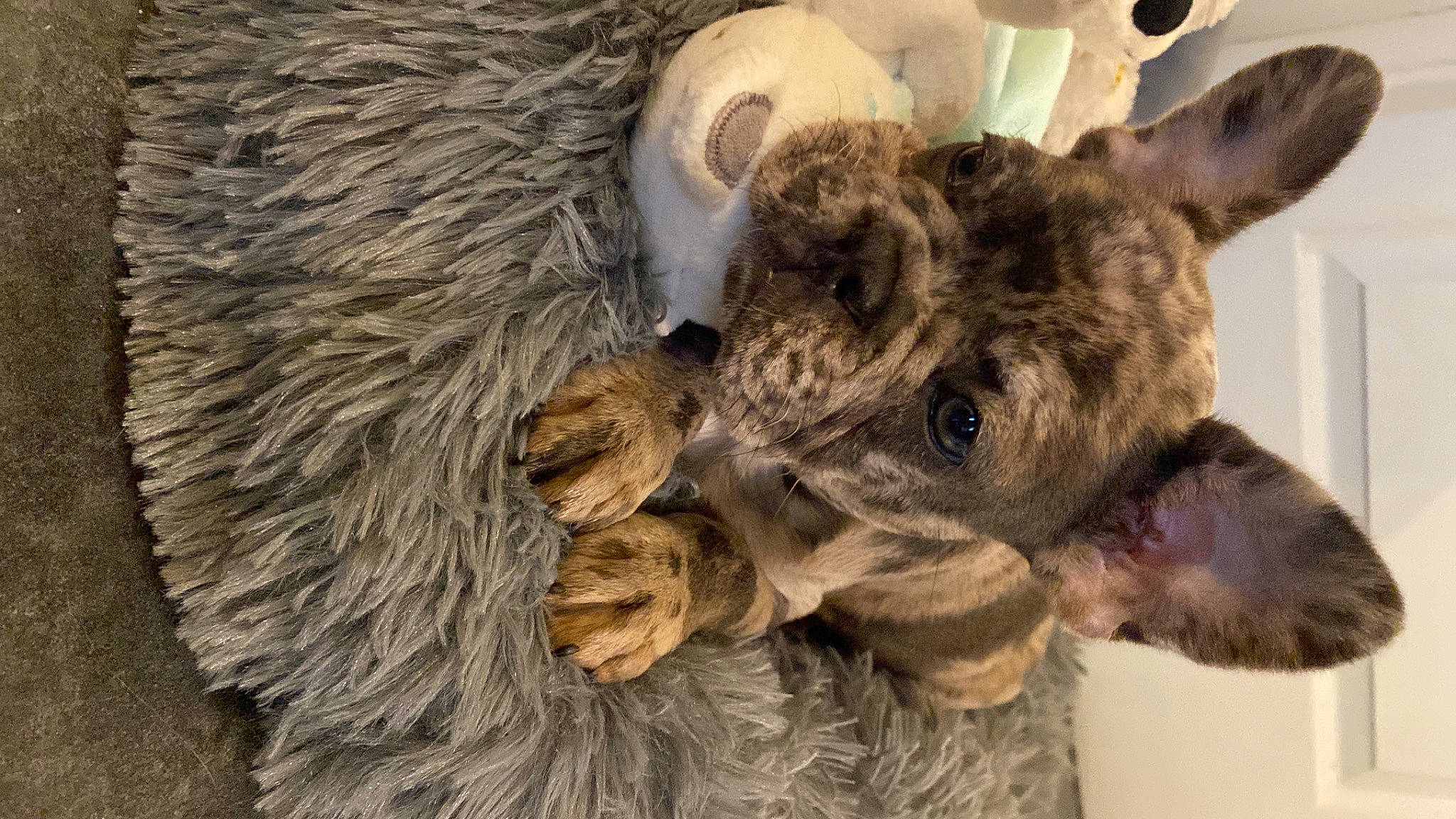 Iago participe au concours pour gagner de l'argent avec cette photo : art, claw, dog_breed, ear, fawn, fur, gesture, liver, paw, plush, snout, stuffed_toy, terrestrial_animal, toy, trunk, whiskers, wildlife, wood, wool