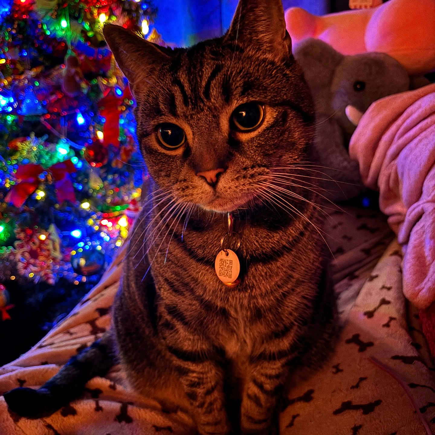 Ollie Bobs joined the competition — help win amazing prizes! abyssinian, accessories, animal, architecture, baby, blanket, building, cat, couch, cushion, egyptiancat, furniture, homedecor, indoors, kitten, lighting, manx, ornament, person, pet