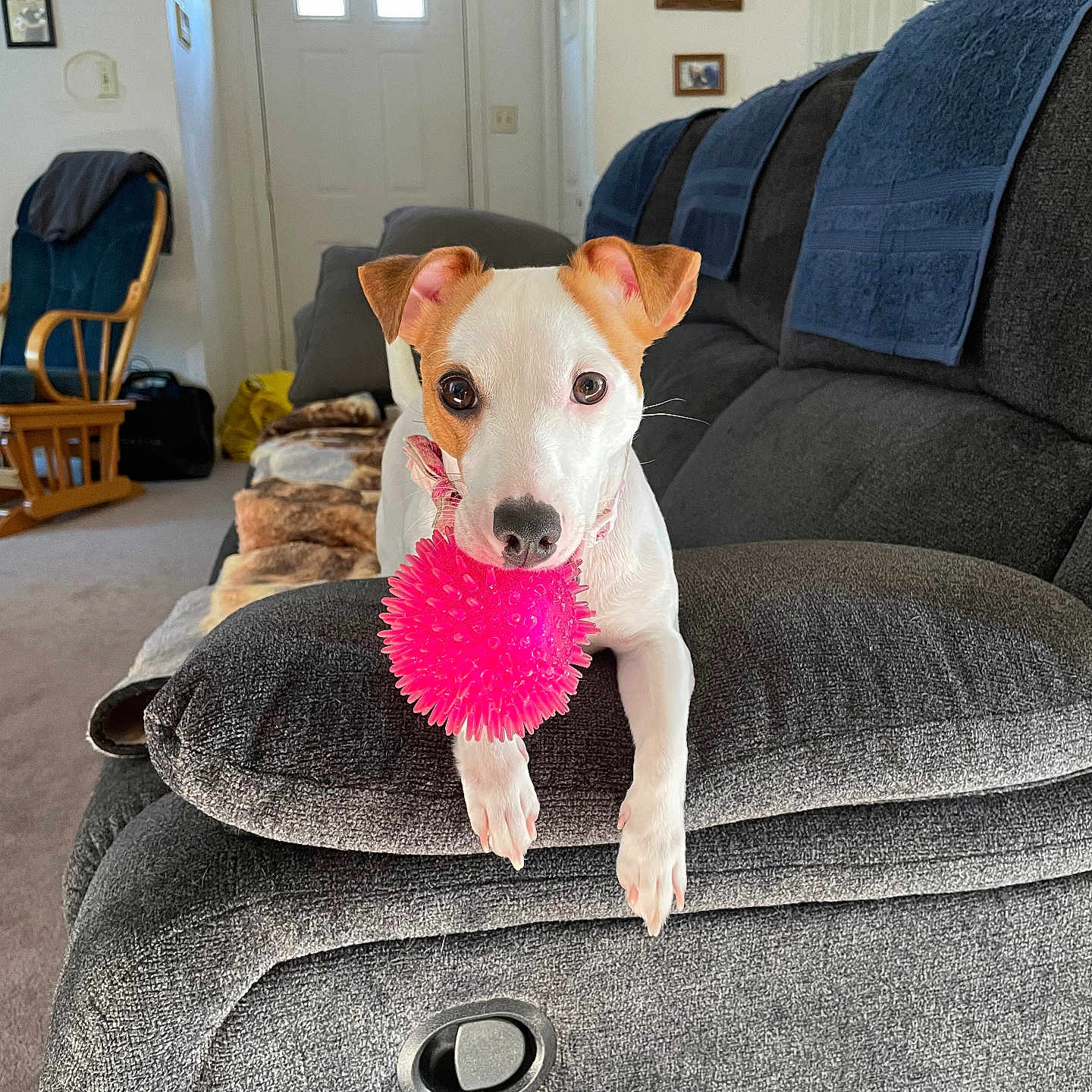 Lily is registered to the contest to win money with this photo: accessories, animal, architecture, art, bag, building, canine, chair, couch, cushion, dog, furniture, handbag, homedecor, indoors, livingroom, painting, pet, puppy, room