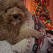 Charlie is registered to the contest to win money with this photo: dog, curly_fur, pillow, vintage_truck, christmas_tree, holiday_lights, cozy, indoor, decor, festive, living_room, home, relaxed, pets, fur, couch, blanket, warm_lighting, seasonal, celebration