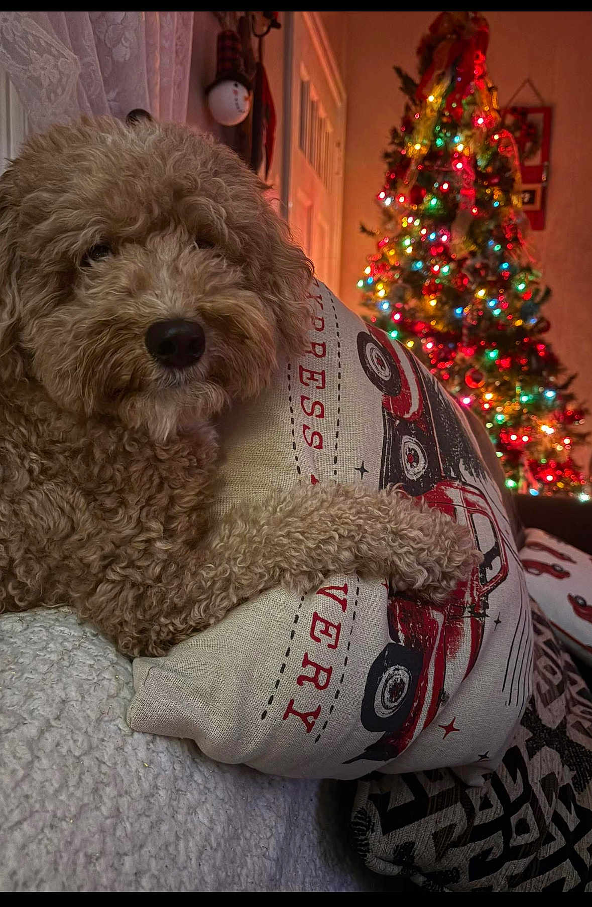 Charlie is registered to the contest to win money with this photo: dog, curly_fur, pillow, vintage_truck, christmas_tree, holiday_lights, cozy, indoor, decor, festive, living_room, home, relaxed, pets, fur, couch, blanket, warm_lighting, seasonal, celebration