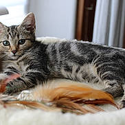 Bounty participe au concours pour gagner de l'argent avec cette photo : kitten, cat, tabby, animal, pet, indoor, bed, cozy, fur, whiskers, ears, eyes, resting, feathers, window, soft_light, cute, young, playful, feline