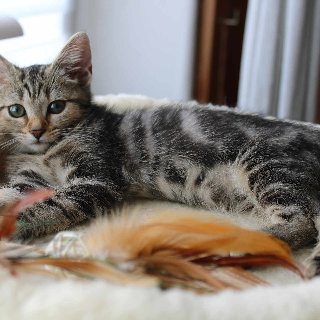 Bounty participe au concours pour gagner de l'argent avec cette photo : kitten, cat, tabby, animal, pet, indoor, bed, cozy, fur, whiskers, ears, eyes, resting, feathers, window, soft_light, cute, young, playful, feline