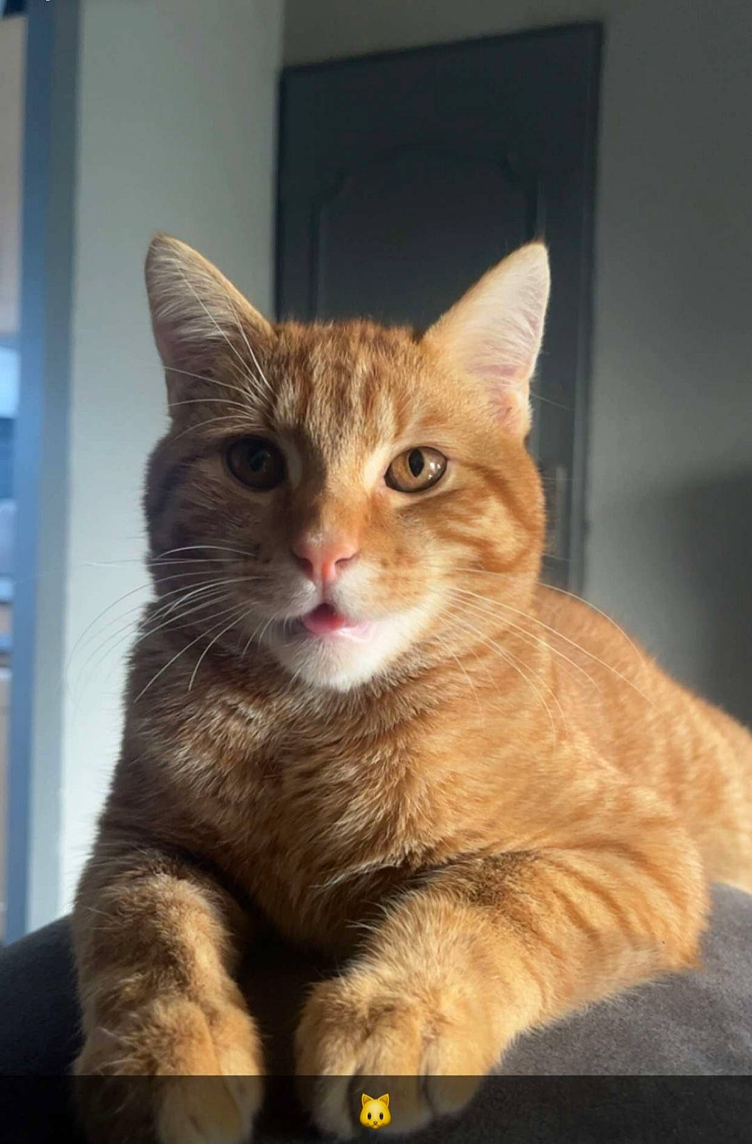 Uby participe au concours pour gagner de l'argent avec cette photo : carnivore, cat, claw, domestic_short_haired_cat, fawn, felidae, fur, gesture, paw, sitting, small_to_medium_sized_cats, snout, tail, terrestrial_animal, whiskers, wildlife, window