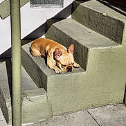 Ryder joined the competition — help win amazing prizes! dog, french_bulldog, sleeping, stairs, concrete, outdoor, sunlight, shadow, urban, pet, animal, resting, daylight, wall, sidewalk, green, brown, quiet, calm, relaxed