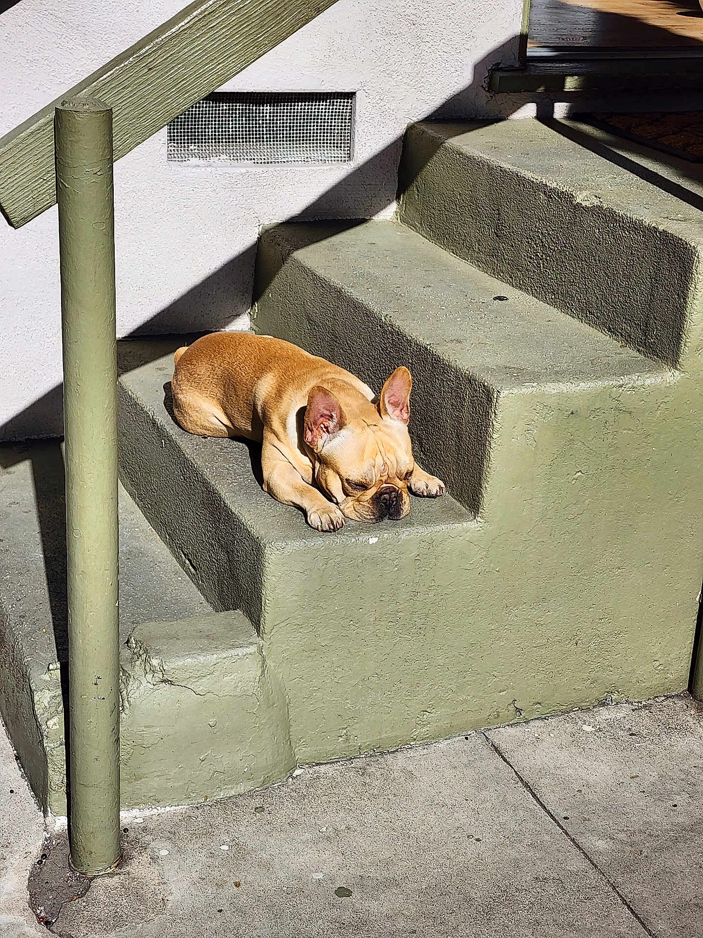 Ryder joined the competition — help win amazing prizes! dog, french_bulldog, sleeping, stairs, concrete, outdoor, sunlight, shadow, urban, pet, animal, resting, daylight, wall, sidewalk, green, brown, quiet, calm, relaxed