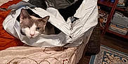 Joey joined the competition — help win amazing prizes! cat, dog, bed, plastic_bag, scissors, bookshelf, book, rug, floor, home_interior, furniture, animal, pet, winking_cat, black_dog, nap, cozy, indoor, curious, playful