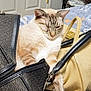 cat, sleeping, handbag, bag, purse, feline, pet, indoor, cozy, resting, blanket, pattern, domestic_animal, cute, fur, whiskers, paw, relaxed, household, comfortable