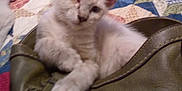 Sammy joined the competition — help win amazing prizes! kitten, one-eyed, cat, pet, bag, quilt, patchwork, feline, indoor, cute, resting, small, animal, fluffy, domestic, cozy, soft, young, white_fur, ears