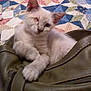 kitten, one-eyed, cat, pet, bag, quilt, patchwork, feline, indoor, cute, resting, small, animal, fluffy, domestic, cozy, soft, young, white_fur, ears