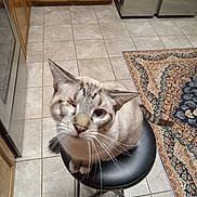 Sammy joined the competition — help win amazing prizes! cat, one-eyed, stool, kitchen, tile_floor, wooden_cabinets, rug, curious, pet, animal, indoor, feline, whiskers, sitting, looking_up, domestic, home, cute, mischievous, gray