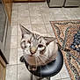 cat, one-eyed, stool, kitchen, tile_floor, wooden_cabinets, rug, curious, pet, animal, indoor, feline, whiskers, sitting, looking_up, domestic, home, cute, mischievous, gray