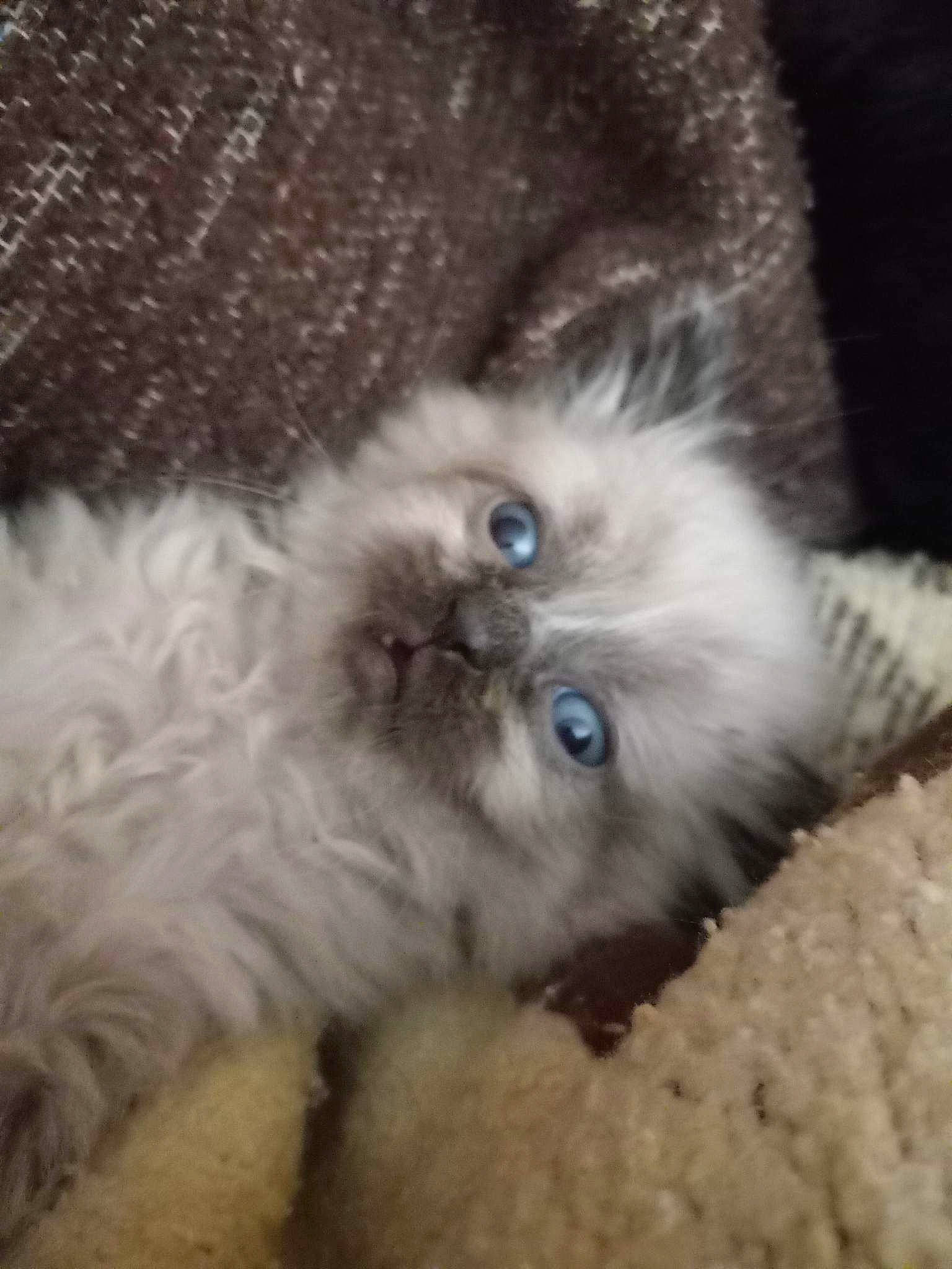 Grizzly joined the competition — help win amazing prizes! british_longhair, carnivore, cat, comfort, companion_dog, ear, eye, fawn, felidae, fur, head, iris, paw, ragdoll, small_to_medium_sized_cats, snout, tail, terrestrial_animal, whiskers, working_animal