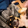 dog, smiling, blanket, cozy, lying_down, pet, fur, cute, playful, indoor, canine, resting, expression, teeth, soft_texture, comfort, animal, brown, black, white