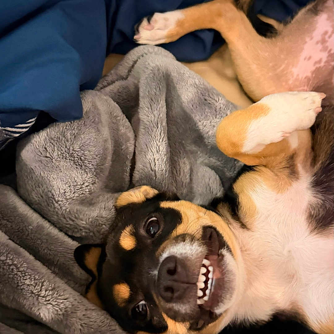 Caramela is registered to the contest to win money with this photo: dog, smiling, blanket, cozy, lying_down, pet, fur, cute, playful, indoor, canine, resting, expression, teeth, soft_texture, comfort, animal, brown, black, white