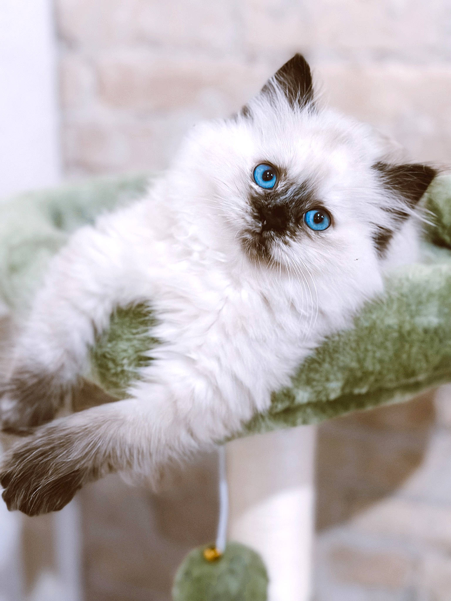 Louie is registered to the contest to win money with this photo: birman, carnivore, cat, collar, companion_dog, dog_breed, dog_supply, electric_blue, eye, fashion_accessory, fawn, felidae, fur, head, small_to_medium_sized_cats, snout, thai, toy_dog, whiskers, working_animal