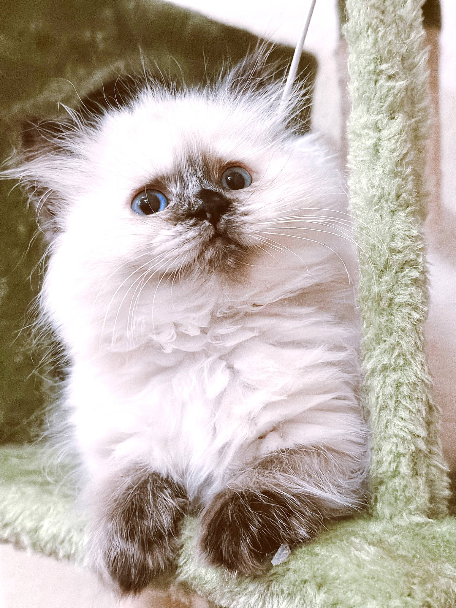 Louie is registered to the contest to win money with this photo: british_longhair, carnivore, cat, event, fawn, felidae, fur, photo_caption, small_to_medium_sized_cats, snout, tail, terrestrial_animal, whiskers, wildlife, window