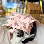 Alibi a rejoint le concours — aidez-le/la à gagner de superbes lots ! black_and_white, cat, christmas_trees, close_up, curious, cute, domestic_animal, feline, floor, fur, hiding, holiday, indoor, pet, pink, playful, tabby, whiskers, white_paws, wrapping_paper