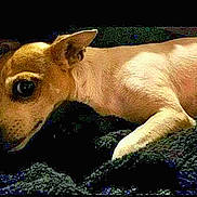 J.j. Snyder joined the competition — help win amazing prizes! dog, chihuahua, animal, pet, lying_down, small_dog, fur, ears, face, side_view, black_background, resting, looking, canine, domestic_animal, companion, cute, portrait, indoor, texture