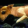 dog, chihuahua, animal, pet, lying_down, small_dog, fur, ears, face, side_view, black_background, resting, looking, canine, domestic_animal, companion, cute, portrait, indoor, texture