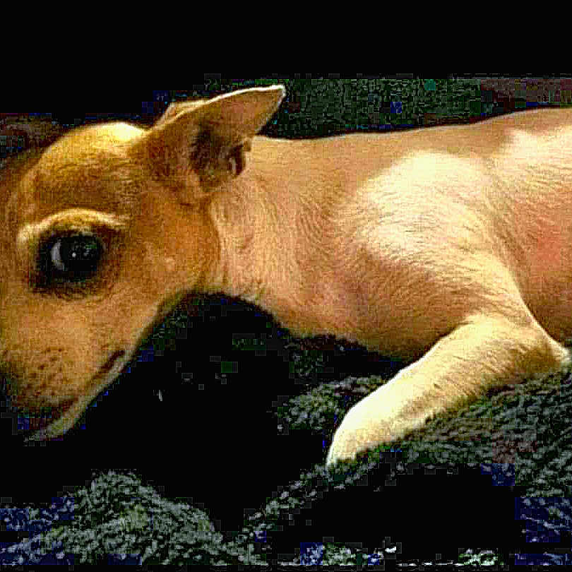 J.j. Snyder joined the competition — help win amazing prizes! animal, black_background, canine, chihuahua, companion, cute, dog, domestic_animal, ears, face, fur, indoor, looking, lying_down, pet, portrait, resting, side_view, small_dog, texture