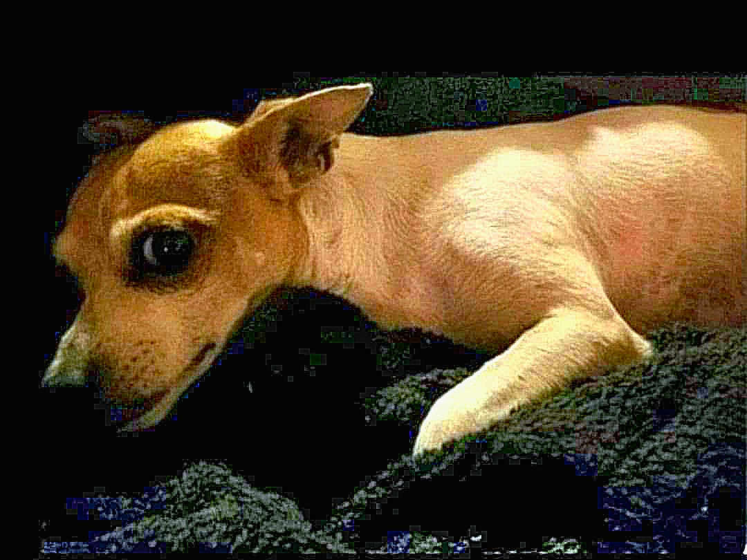 J.j. Snyder joined the competition — help win amazing prizes! dog, chihuahua, animal, pet, lying_down, small_dog, fur, ears, face, side_view, black_background, resting, looking, canine, domestic_animal, companion, cute, portrait, indoor, texture