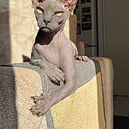 Berlioz participe au concours pour gagner de l'argent avec cette photo : animal, cat, couch, domestic, ear, furniture, hairless, home, indoor, mammal, nose, paw, pet, relaxed, resting, shadow, sphynx_cat, sunlight, texture, whisker