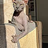 animal, cat, couch, domestic, ear, furniture, hairless, home, indoor, mammal, nose, paw, pet, relaxed, resting, shadow, sphynx_cat, sunlight, texture, whisker