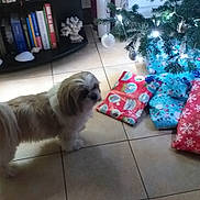 Iltis participe au concours pour gagner de l'argent avec cette photo : dog, christmas_tree, presents, wrapped_gifts, lights, indoor, floor_tiles, bookshelf, books, aquarium, curtains, decorations, white_lights, holiday, pet, fur, animal, home, festive, living_room