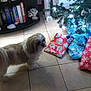 dog, christmas_tree, presents, wrapped_gifts, lights, indoor, floor_tiles, bookshelf, books, aquarium, curtains, decorations, white_lights, holiday, pet, fur, animal, home, festive, living_room