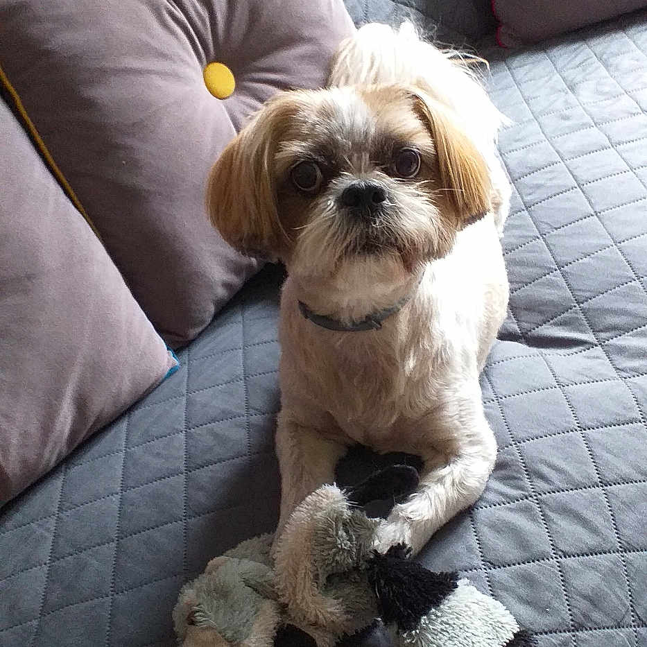 Iltis a rejoint le concours — aidez-le/la à gagner de superbes lots ! animal, collar, comfort, companion, couch, cute, dog, ears, face, fur, home, indoor, pet, pillow, playful, quilted, relaxing, small_dog, stuffed_toy, toy