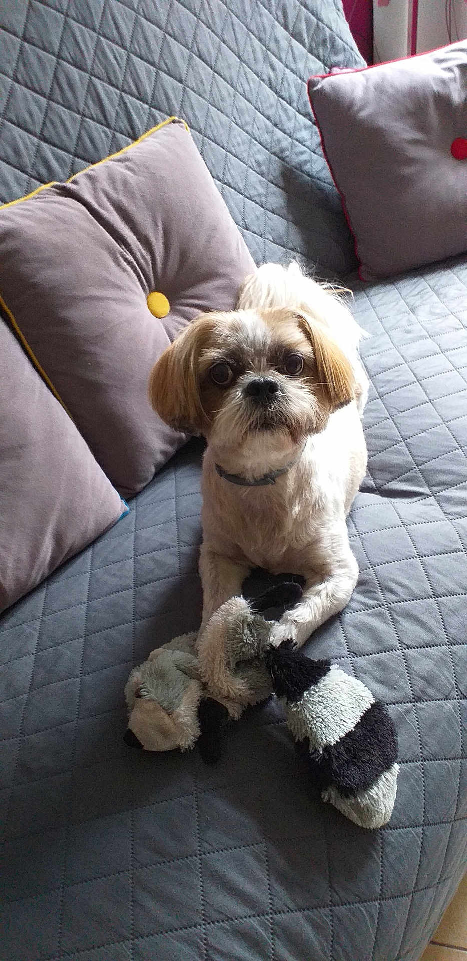 Iltis a rejoint le concours — aidez-le/la à gagner de superbes lots ! dog, stuffed_toy, couch, pillow, quilted, indoor, pet, fur, toy, playful, cute, animal, face, ears, collar, home, relaxing, companion, comfort, small_dog