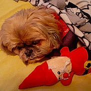 Deb Miller joined the competition — help win amazing prizes! blanket, brown_fur, canine, comfort, cozy, dog, furry, home, indoor, patterned_blanket, pet, plush_toy, red, relaxation, resting, sleepy, soft, stuffed_animal, toy, yellow_bed