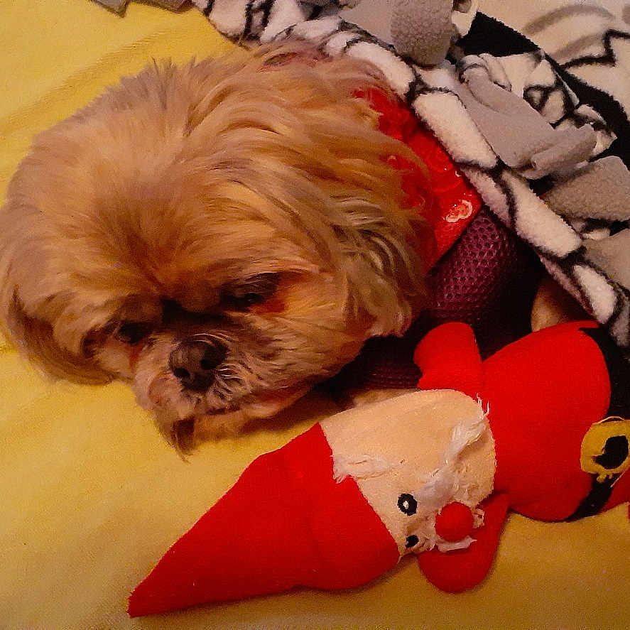 Deb Miller joined the competition — help win amazing prizes! blanket, brown_fur, canine, comfort, cozy, dog, furry, home, indoor, patterned_blanket, pet, plush_toy, red, relaxation, resting, sleepy, soft, stuffed_animal, toy, yellow_bed