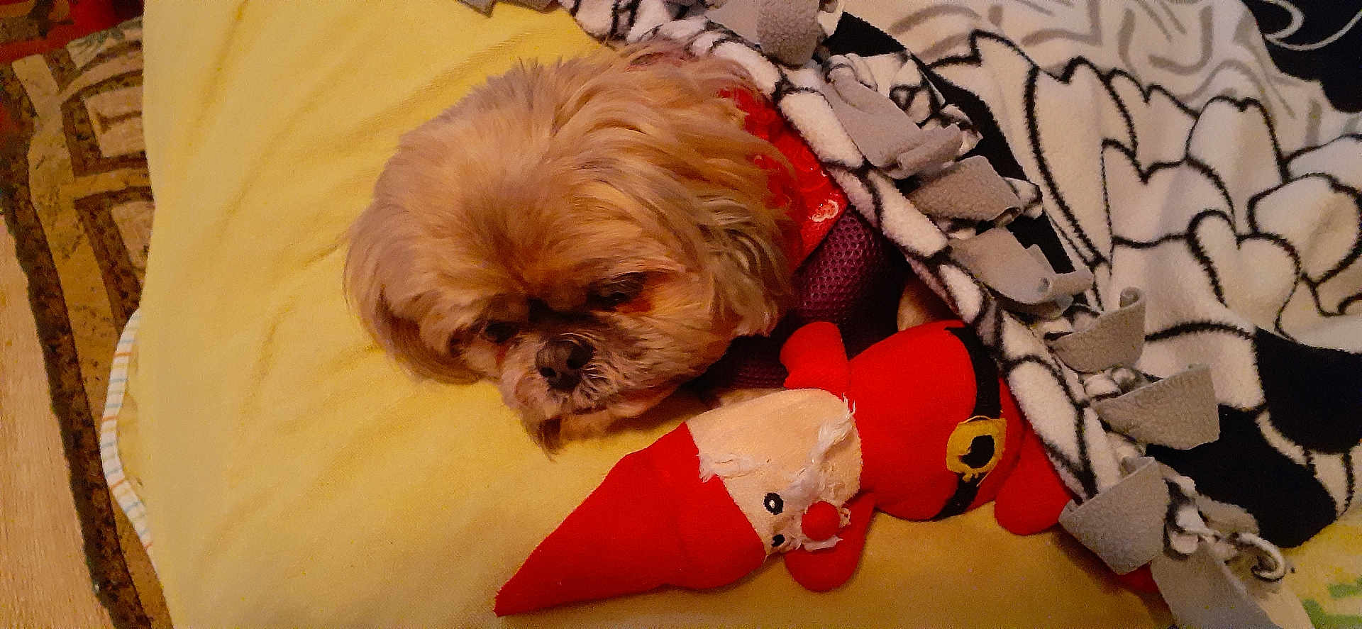 Deb Miller joined the competition — help win amazing prizes! blanket, brown_fur, canine, comfort, cozy, dog, furry, home, indoor, patterned_blanket, pet, plush_toy, red, relaxation, resting, sleepy, soft, stuffed_animal, toy, yellow_bed