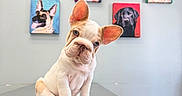 Dobby is registered to the contest to win money with this photo: animal, background, blue_eyes, canine, colorful, curious, cute, dog, french_bulldog, head_tilt, indoor, metallic_surface, painting, pet, portrait, puppy, sitting, studio, table, wall_art