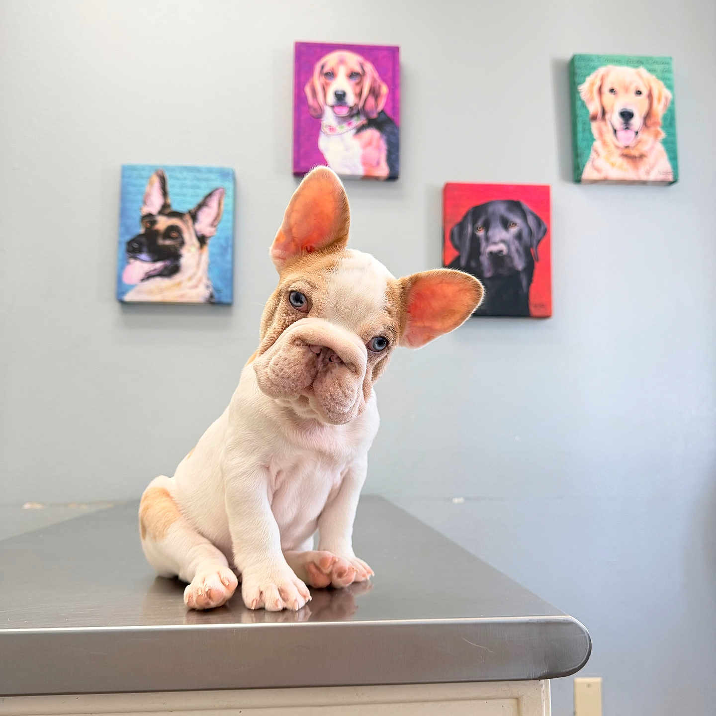 Dobby is registered to the contest to win money with this photo: animal, background, blue_eyes, canine, colorful, curious, cute, dog, french_bulldog, head_tilt, indoor, metallic_surface, painting, pet, portrait, puppy, sitting, studio, table, wall_art