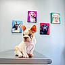 Dobby is registered to the contest to win money with this photo: animal, background, colorful, cute, dog, ears, floor, french_bulldog, grooming, indoor, metal_surface, paintings, pet, portrait, puppy, sitting, table, veterinary, wall, young