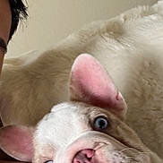 Dobby is registered to the contest to win money with this photo: animal, blue_eyes, bulldog, close_up, companion, cute, dog, expression, face, furry, indoor, light, person, pet, pink_ears, portrait, puppy, shoulder, snuggling, white_fur