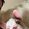 animal, blue_eyes, bulldog, close_up, companion, cute, dog, expression, face, furry, indoor, light, person, pet, pink_ears, portrait, puppy, shoulder, snuggling, white_fur