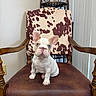 Dobby is registered to the contest to win money with this photo: animal, blue_eyes, cow_print, cute, decor, dog, floor, french_bulldog, indoor, leather_chair, pet, photo_frame, portrait, puppy, sitting, small_dog, vintage_furniture, wall, wooden_armrest, young_dog