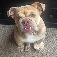 Yoda Bear joined the competition — help win amazing prizes! animal, brown_fur, bulldog, carpet, companion, cute, dog, domestic, ears, expression, face, fur, indoor, looking_up, mammal, pet, sitting, underbite, white_chest, wrinkles