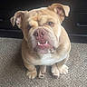 animal, brown_fur, bulldog, carpet, companion, cute, dog, domestic, ears, expression, face, fur, indoor, looking_up, mammal, pet, sitting, underbite, white_chest, wrinkles