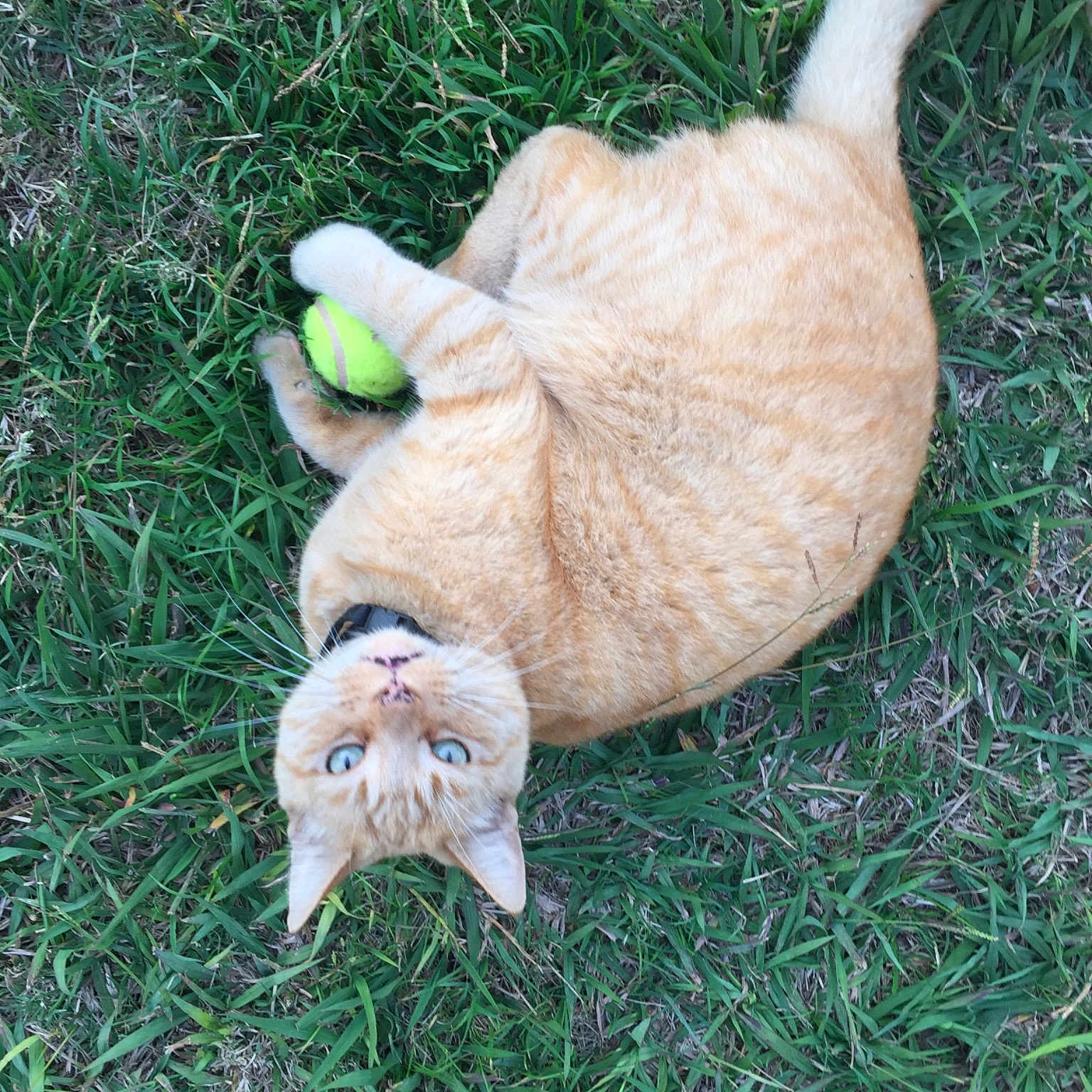 Toby is registered to the contest to win money with this photo: carnivoran, cat, cat_like_mammal, claw, fauna, grass, small_to_medium_sized_cats, snout, tabby_cat, tail, whiskers